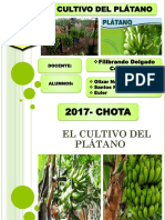 Cultivo Del Platano Diapositivas