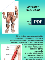 Sistemul Muscular