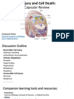 Cell Injury and Cell Death