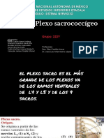 Plexo Sacrococcigeo