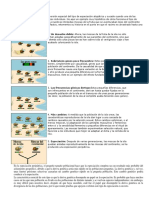 Tipos de Especiacion