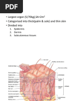 Anatomy of Skin