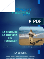 La Pesca de La Corvina Del Humboldt Final