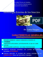 Morfología Externa de Los Insectos