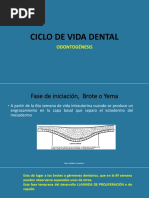 Ciclo de Vida Dental