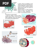 Doc1 Bio