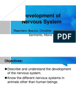 Development of Nervous System: Reporters: Bascos, Christine Sarmiento, Allana Rose