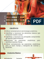 Anatomia Basica