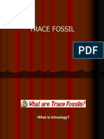 Trace Fossil1