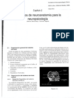 Labos Cap 2elementos de Neuroanatomia para La Neuropsicologia