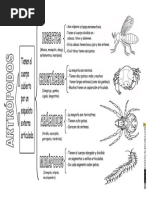 Animales Invertebrados Clasificación Artrópodos