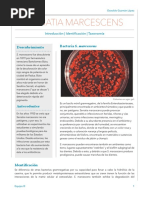 Serratia Marcescens