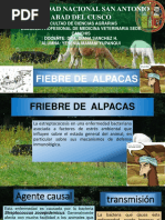 Fiebre de Alpacas 