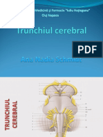 Curs 3 - Trunchiul Cerebral