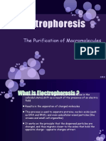 Gel Electrophoresis: The Purification of Macromolecules