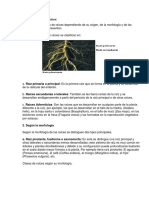 Clasificación de La Raíces