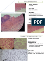 Patología Microscopía 1º Semana