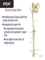 Bone Limb Lower