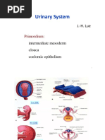 Urinary System: J.-H. Lue