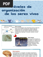 Niveles de Organizacion de Los Seres Vivos