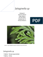 Selaginella SP