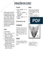 La Castración en Los Cuyes Es Una Práctica Zootécnica Realizada para Facilitar El Manejo de Los Animales y La Comercialización de Sus Carnes