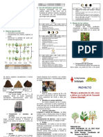 Triptico Cacao PDF