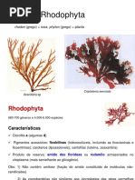 AULA 4 - Rhodophyta