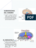 El Diencefalo