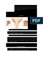 Anatomia Vejiga