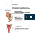 P.5, Sistema Respiratorio. Temas Previos