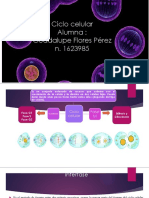 Ciclo Celular Histologia