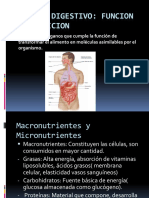 Sistema Digestivo Diapositivas