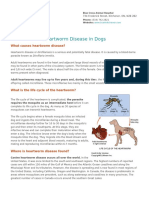 Heartworm Disease in Dogs