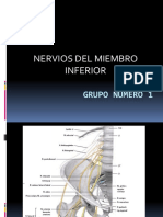 Nervios Del Miembro Inferior Presentacion