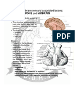 Pons and Midbrain