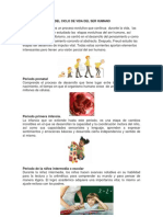 Periodos y Etapas Del Ciclo de Vida Del Ser Humano