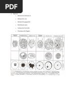 Rhizopoda