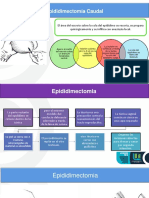 Epidididectomia Andre Autoguardado