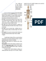 O Sistema Esquelético É Constituído Pelos Ossos e Cartilagem