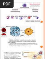 Células Sanguíneas