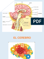 Bases Biologicas Dela Inteligencia