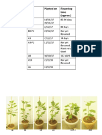 Cotton Transgenic Plants Pictures