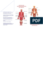 Tripticos Sistema Muscular