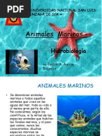 Animales Marinos 