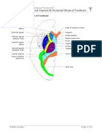 Internal Capsule and Horizontal Slices of Forebrain