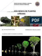 2.histología Básica de Especies Arbóreas - DENDROLOGIA I