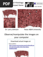 Medical School Histology: Images of Compact Bone: Dr. Larry Johnson Texas A&M University