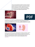 Etapas Del Embarazo Modificado