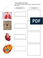 Guía de Aprendizaje Ciencias 5º Básico